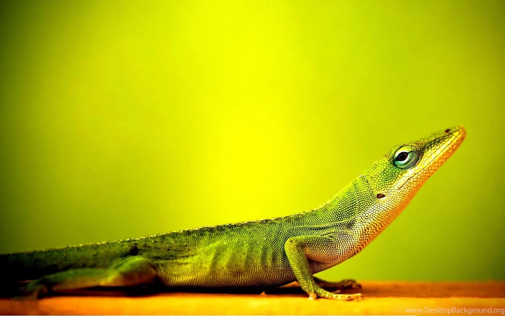 Lizard Wallpapers High Quality