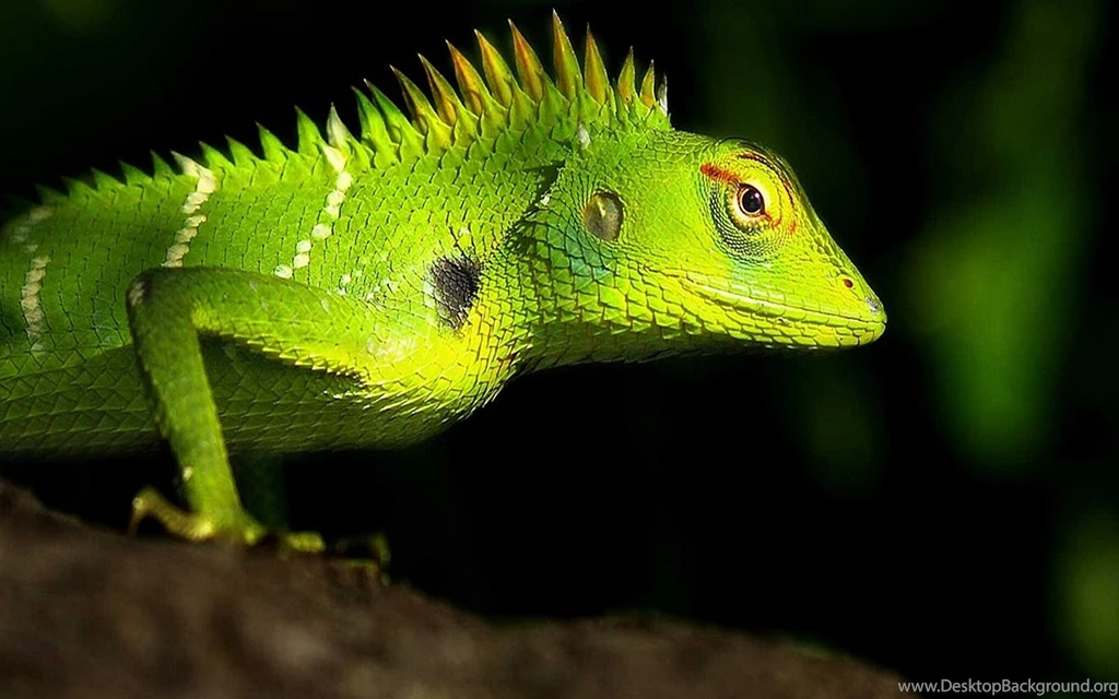 Index Of /scraper/data/alphacoders/Lizard Wallpapers