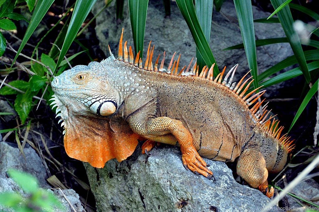 269 Lizard HD Wallpapers