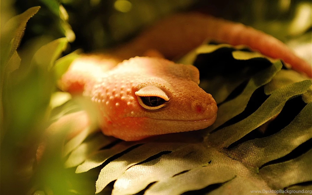 Lizard Wallpapers HD