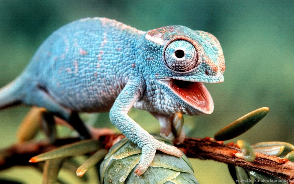 Lizard Pictures
