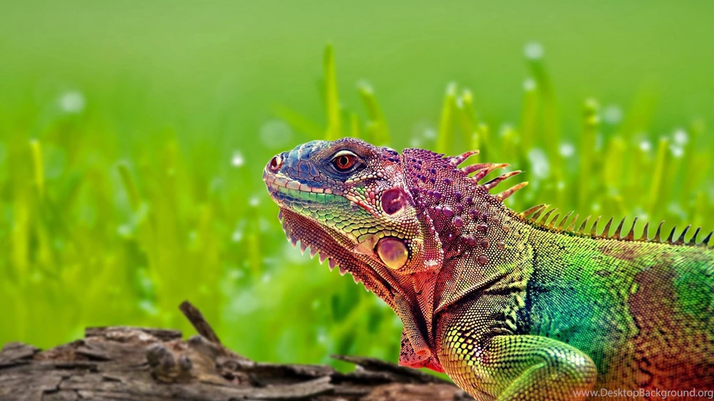 Beautiful Colorful Lizard Wallpapers In High Resolution