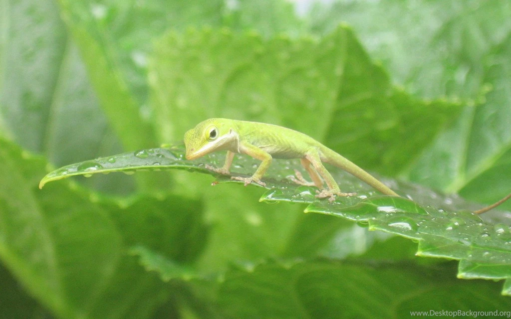 Lizard Wallpapers. Images And Animals Lizard Pictures (706)