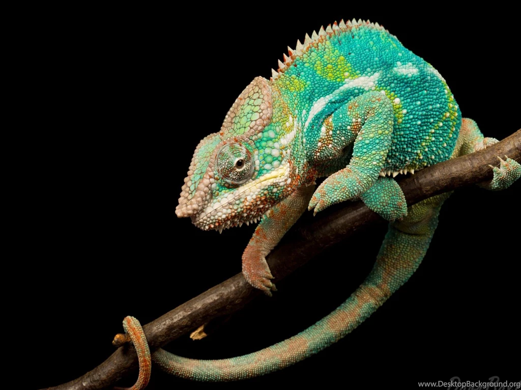 Lizard Computer Wallpapers, Desktop Backgrounds