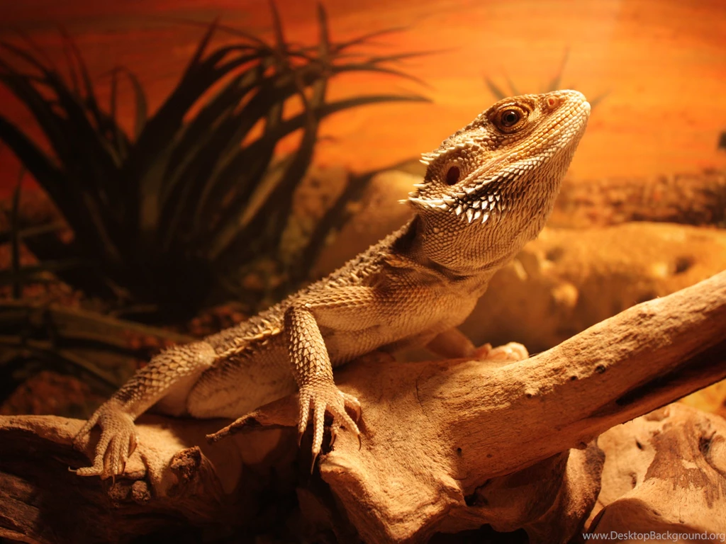 Beautiful Lizard On The Rock Wallpapers HD / Desktop And Mobile ...