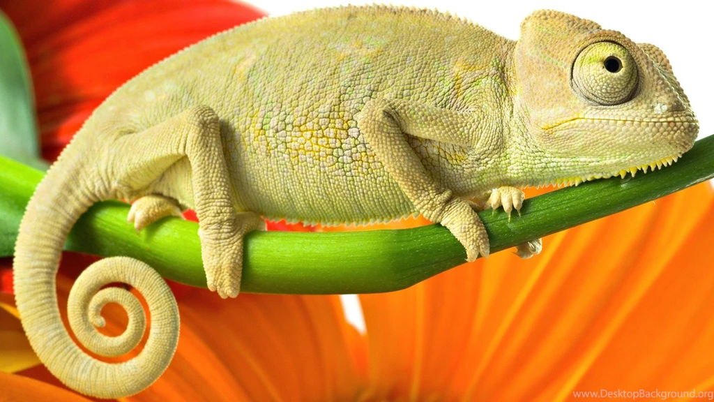 Sat 21 Nov CET 2015 1920x1080 Free Lizard Desktop Wallpapers ...