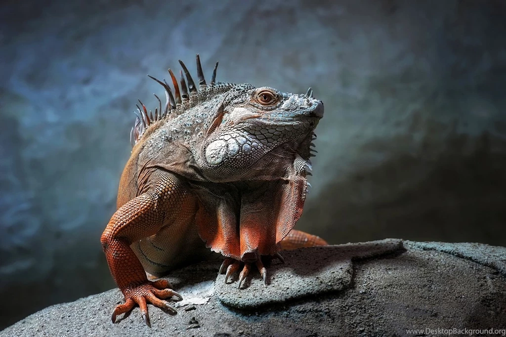 Furious Colorful Lizard Wallpapers