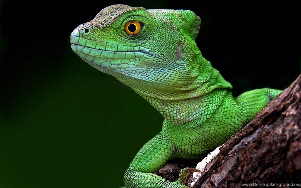 Lizard Pictures