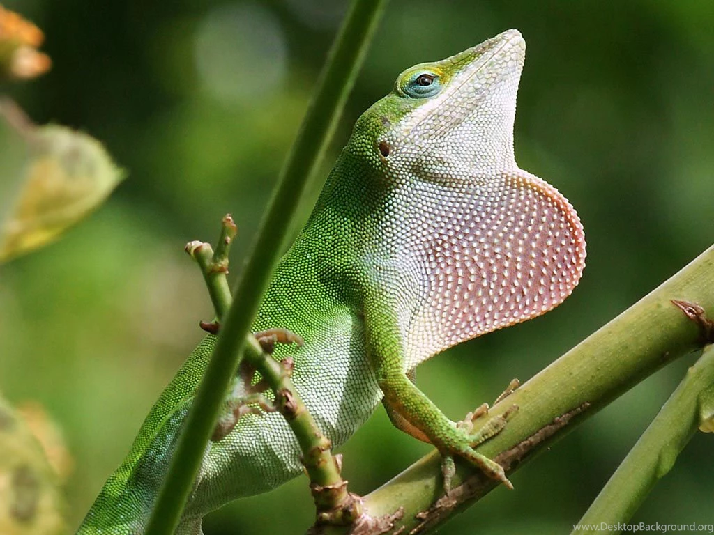 HD Lizard Wallpapers
