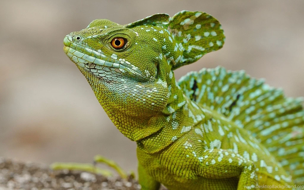 Ultra HD 4K Lizard Wallpapers HD, Desktop Backgrounds 3840x2400