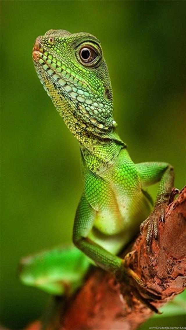 Lizard iPhone Wallpapers And Backgrounds, HD Wallpapers