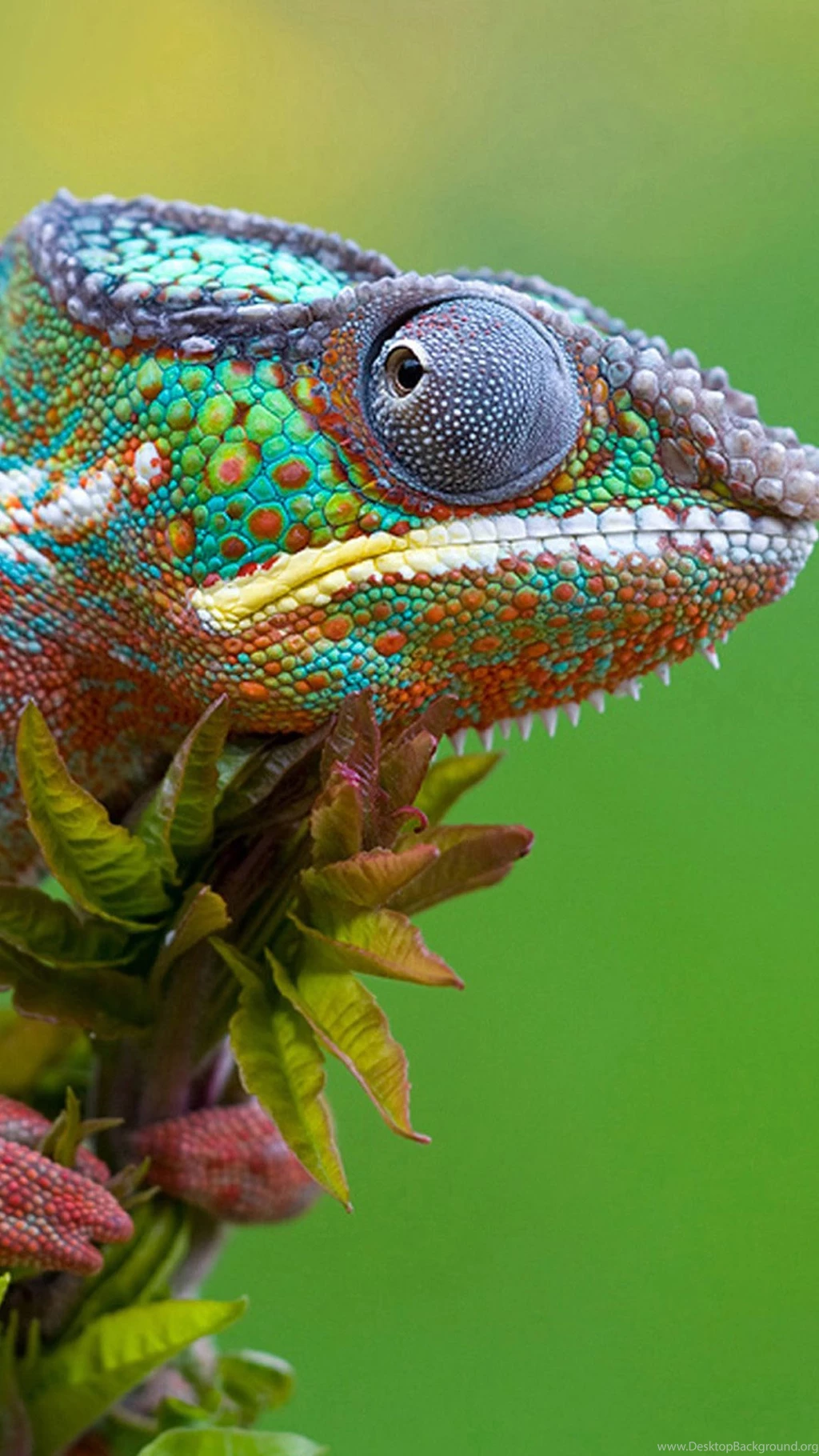 Colored Lizard Iphone 6 Plus Wallpapers