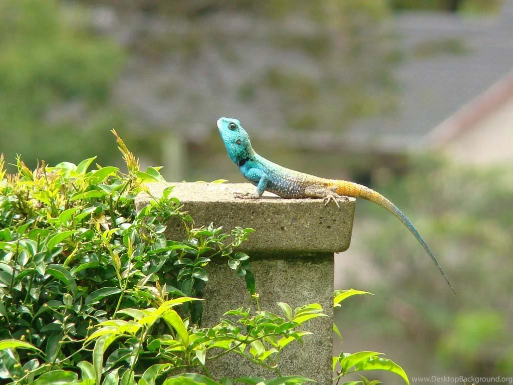 Agama Lizard Wallpapers