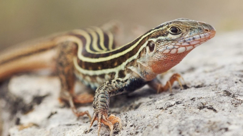 Wallpapers catalogue.com Lizard In 1366x768 Resolution.