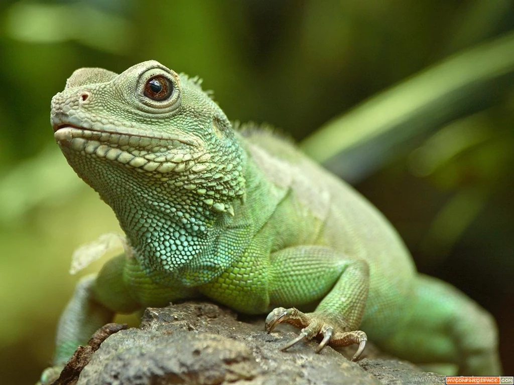 44 3d Blue Lizard Free Desktop Wallpapers Hd Wallpapers Download ...