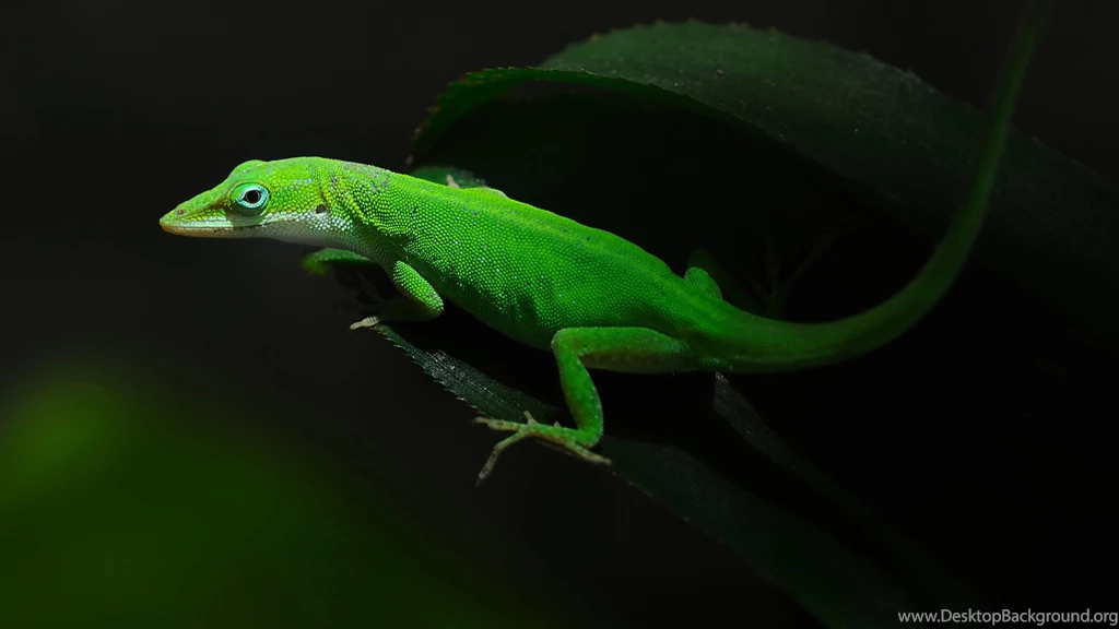 Green Lizard Wallpaper.