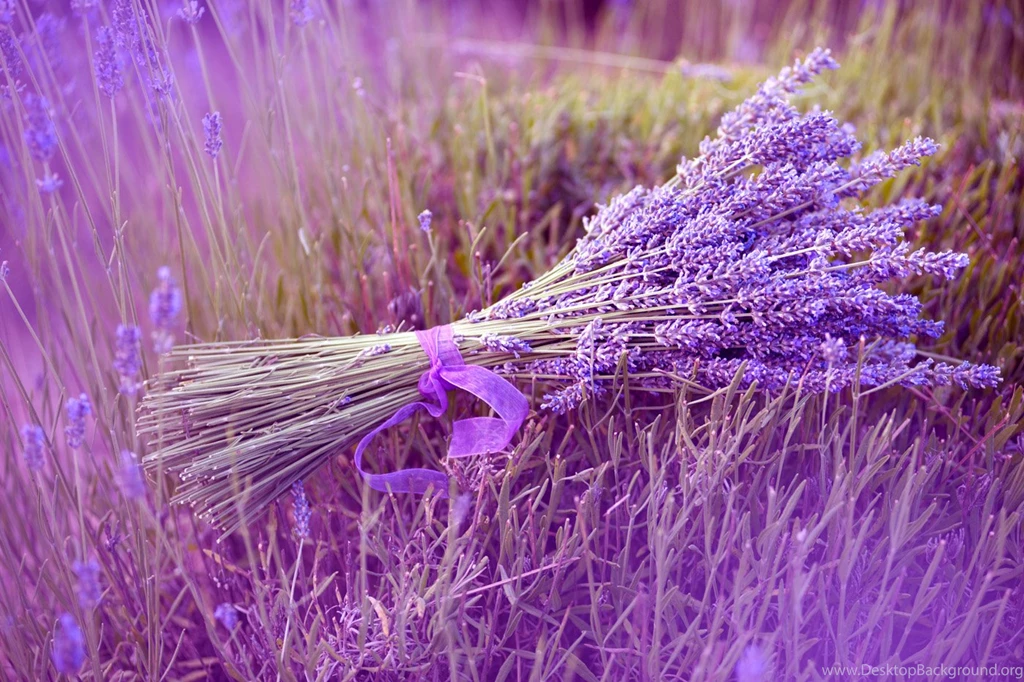 Lavender Flowers Best Desktop Backgrounds 8271 Hd Wallpapers ...