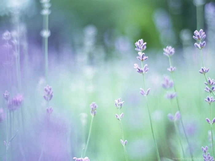 Summer Lavender, Dreamy Soft Focus Effect (1920+1600 ) 12 ...