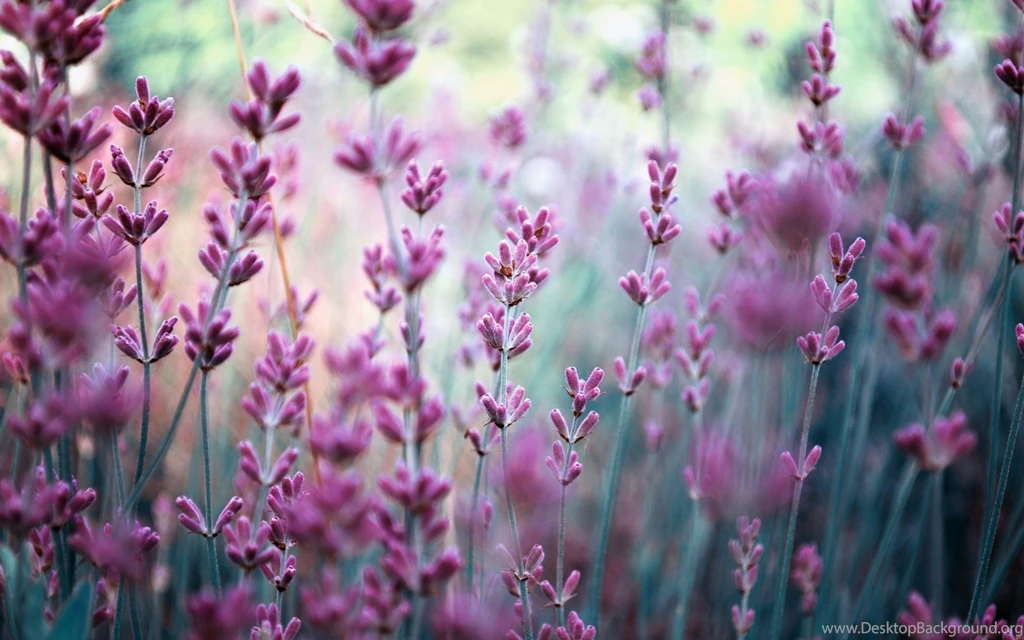 Lavender Flower Images And Wallpapers Download