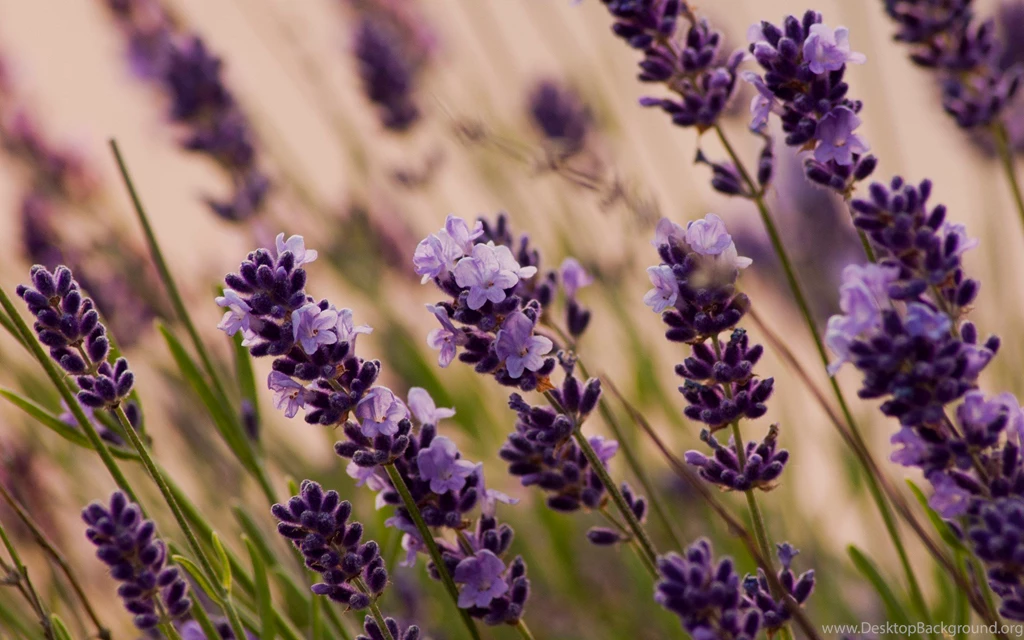 Lavender Flower Images And Wallpapers Download