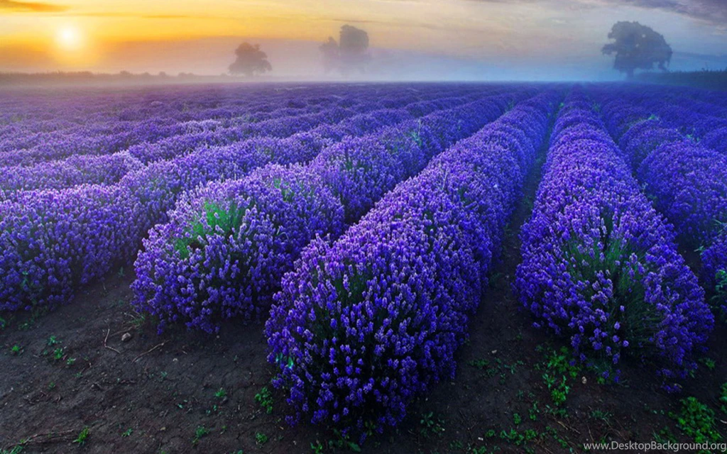 Lavender Flowers Backgrounds