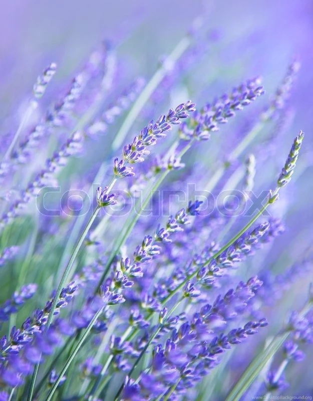 Lavender Flower Field, Fresh Purple Aromatic Wildflower, Natural ...