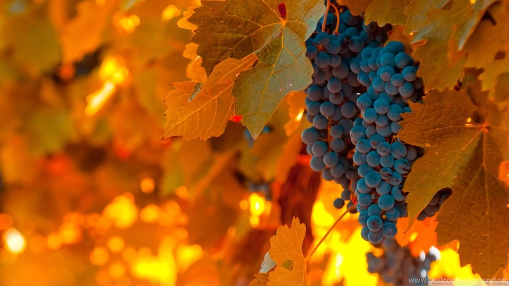 Black Grapes HD Desktop Wallpapers : Widescreen : High Definition ...