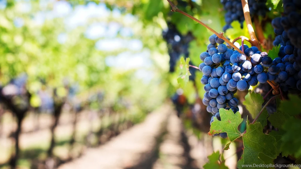 Wine Grapes Garden Ultra HD Wallpapers For Desktop Download