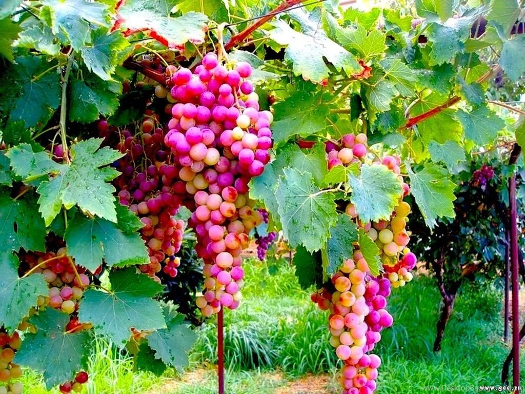 Wallpapers Fruit Grapes Food Image