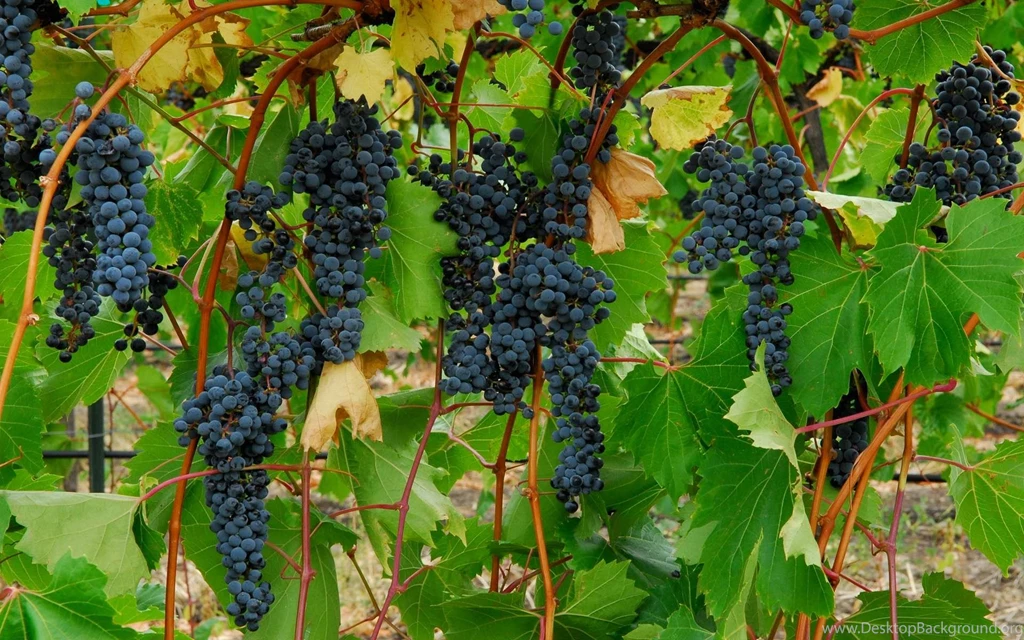 Grapes Wallpapers HD