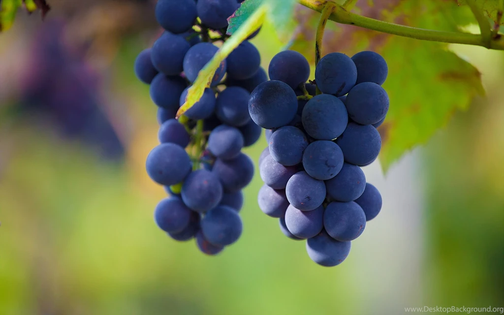 Grapes Computer Wallpapers, Desktop Backgrounds