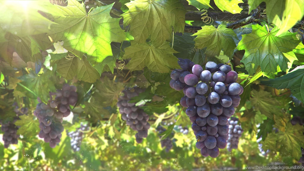 Grapes Computer Wallpapers, Desktop Backgrounds