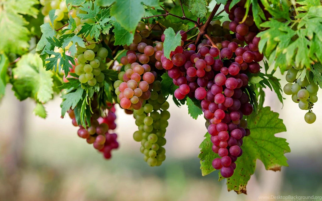 Grapes   Wallpaper.