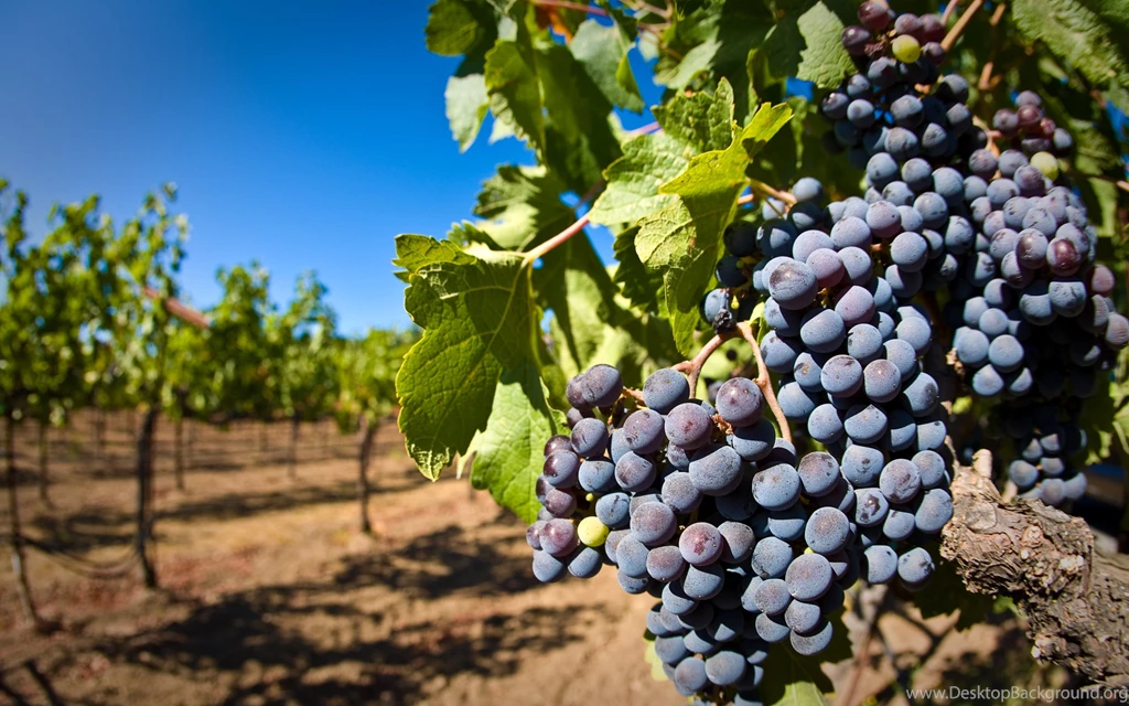 Grapes Wallpapers, Grapes Backgrounds, Grapes Free HD Wallpapers