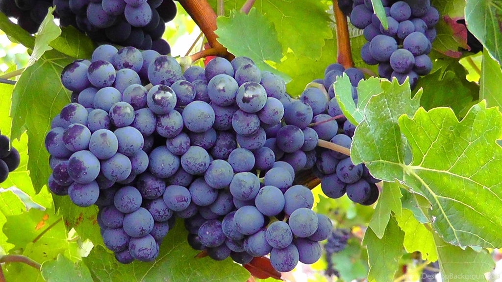 HD Blue Grapes Fruit Blue Wallpapers Download