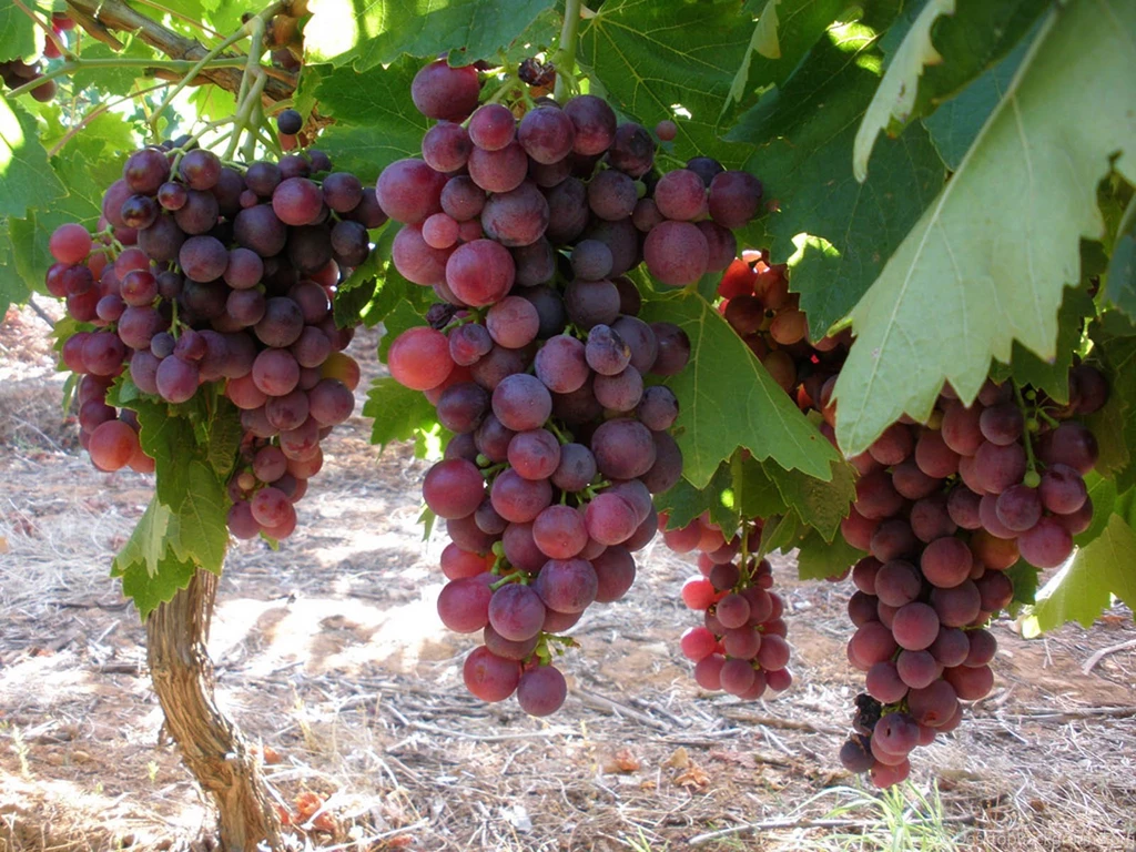 Top Red Grapes Wallpapers