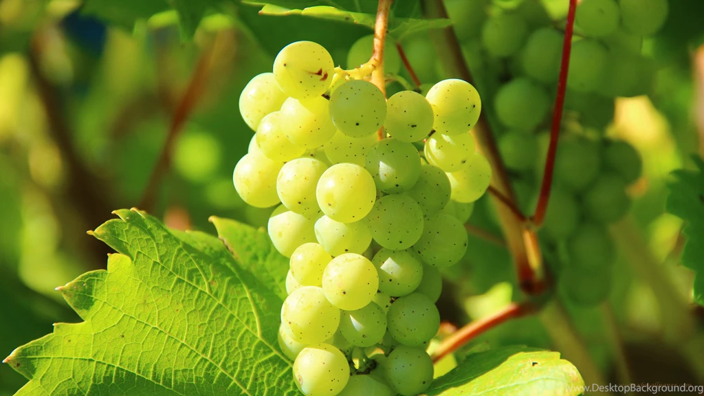 Green Grapes Fruits Hd Wallpapers RK WALLPAPER