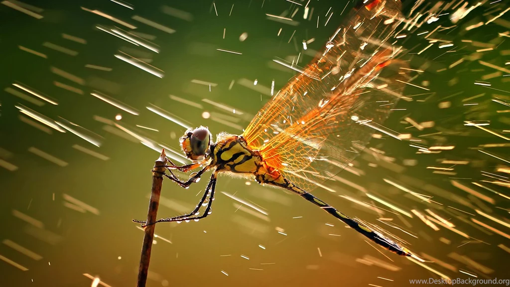 Beautiful Dragonfly Macro Wallpapers Widescreen