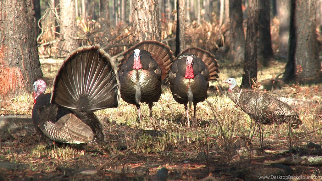 15 Yard Files: Gobblers Destroy Jake Decoy, Steal Its Head ...
