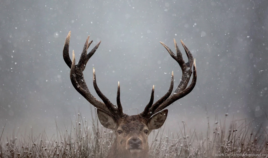 Gallery For > Deer Wallpapers