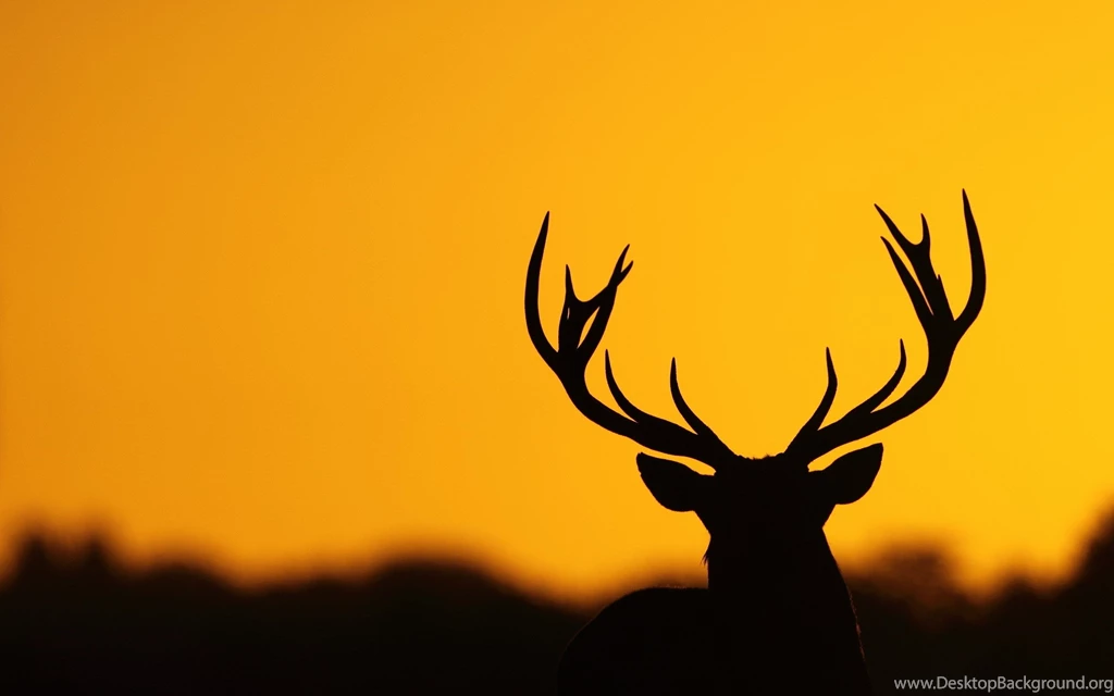 Deer Animal Wallpapers HD