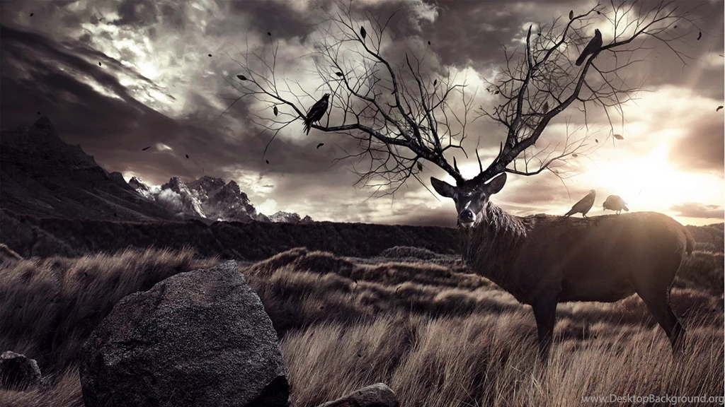 Deer Wallpapers HD