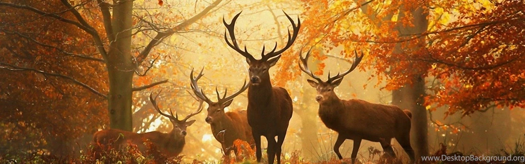 Deer Wallpapers For Facebook