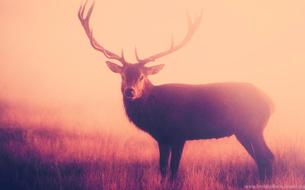 Nature Field Deer Wallpapers