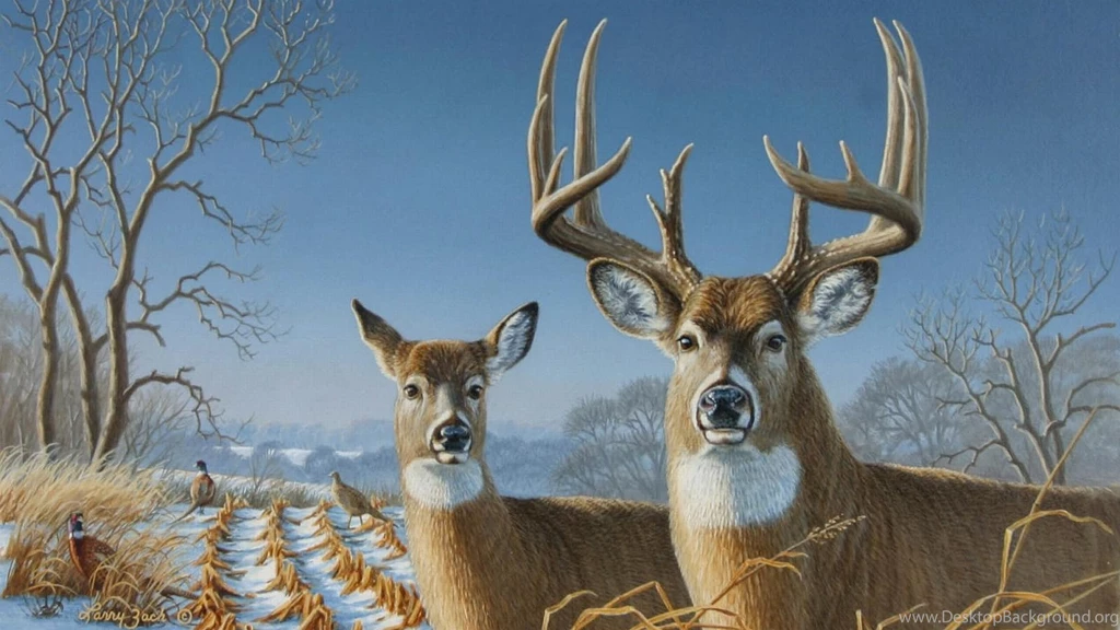 Whitetail Deer Wallpapers