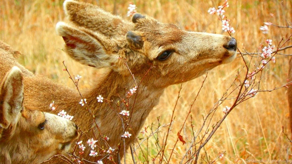 Deer Wallpapers Android Apps On Google Play