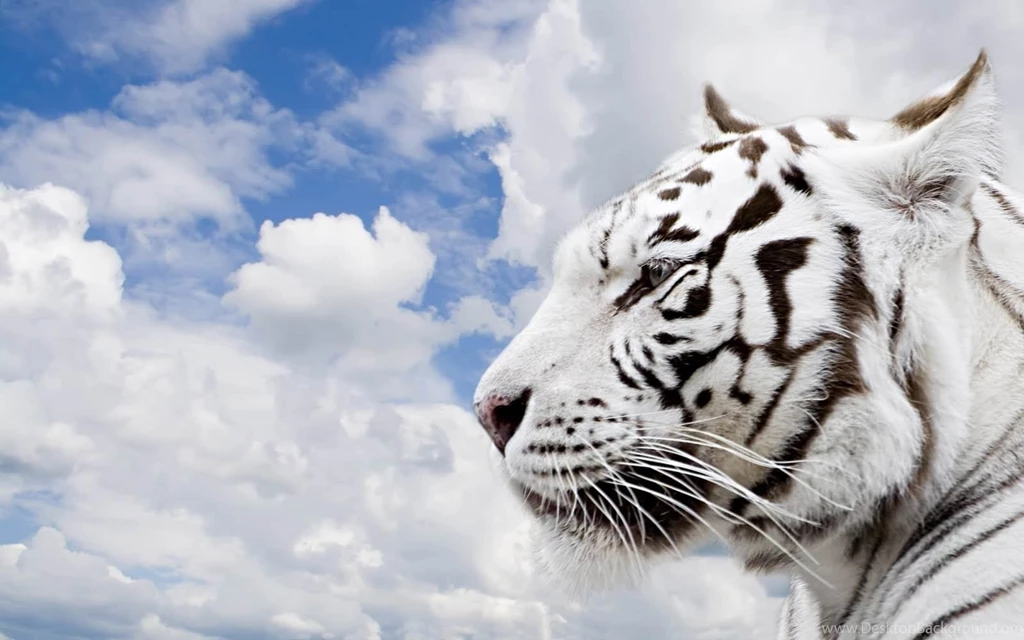 Animal HD Wallpapers For PC HD Wallpapers Inx
