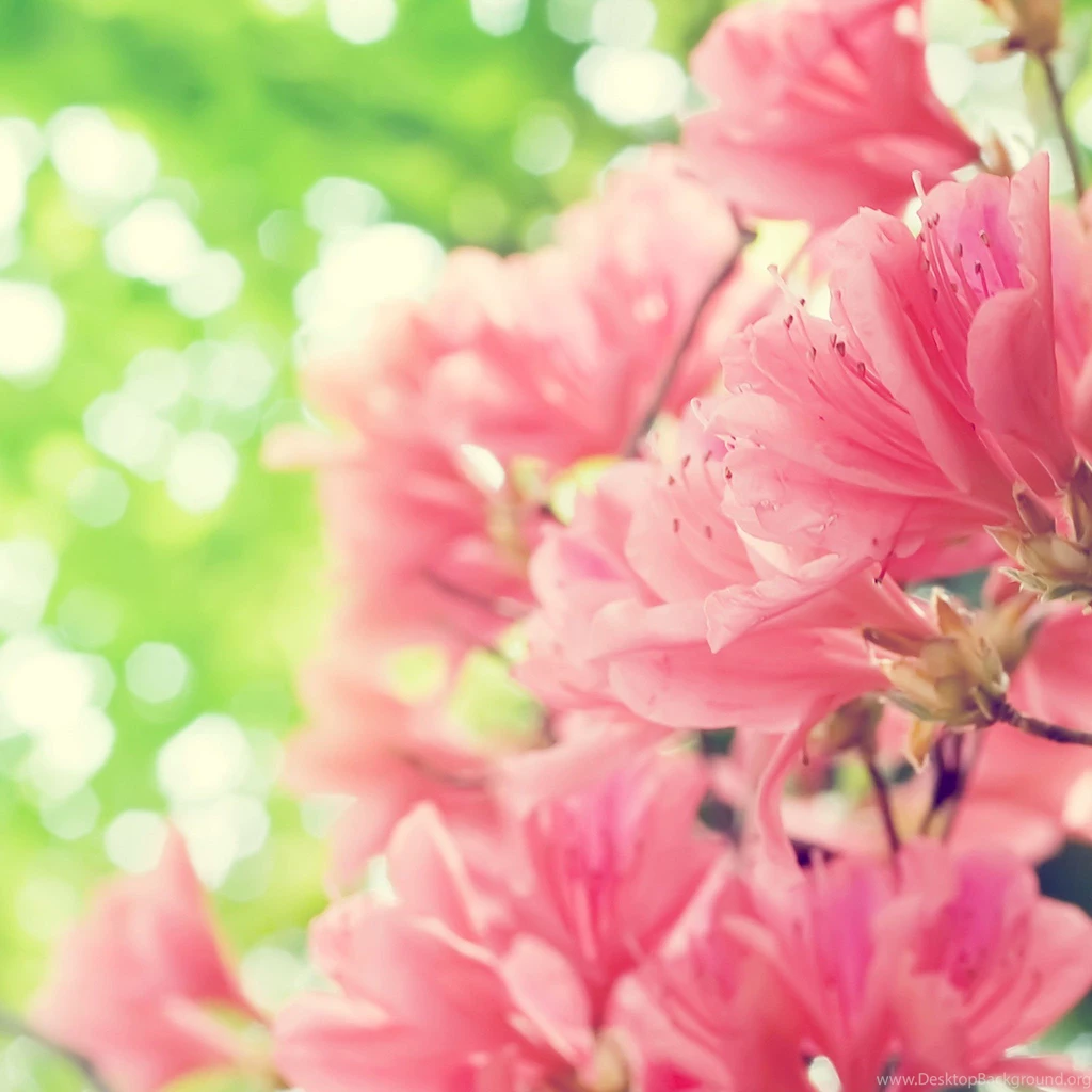 Spring Flowers Amazing Flowers Photography Photo / HD iPad ...