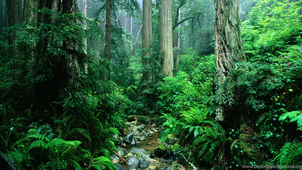 Park, California, Wallpaper, State, Tamalpais, Creek, Nature ...