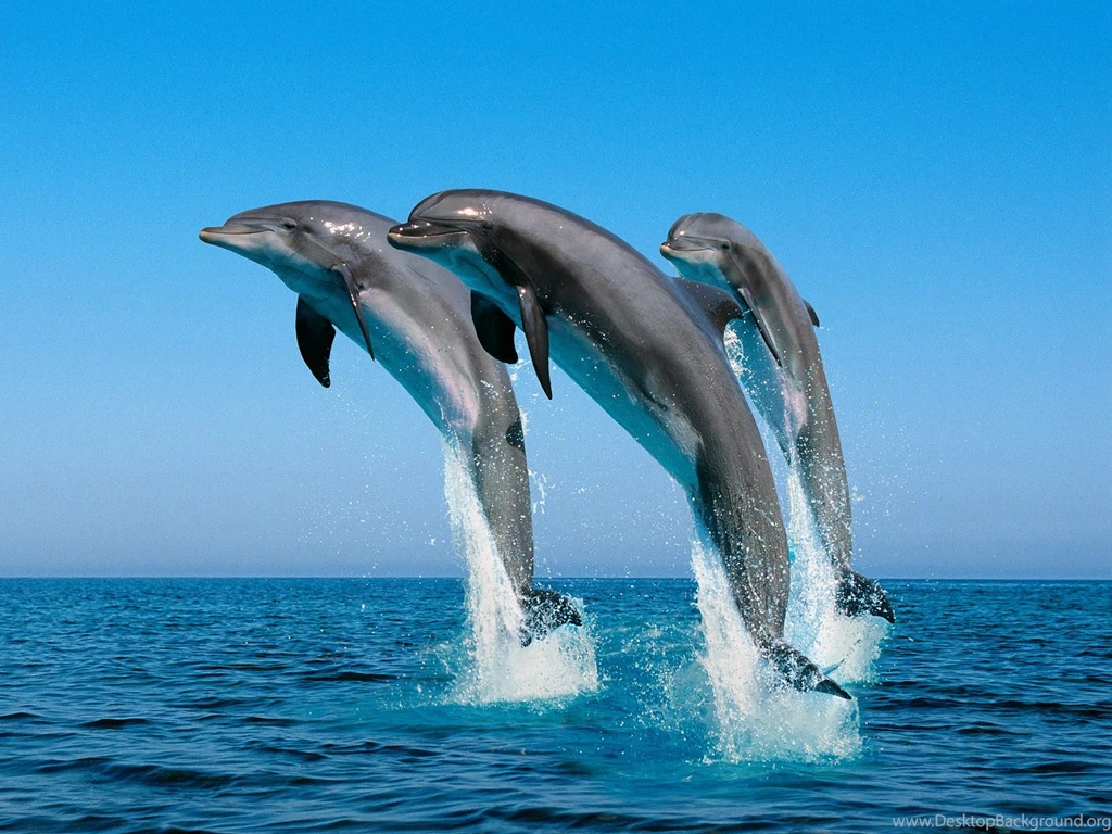 Wallpapers Moving Living D Dolphins Animated For Mac Jpg 1600x1200 ...
